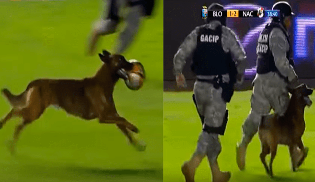 YouTube: perro policía irrumpe en partido de fútbol para jugar con el balón [VIDEO]