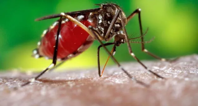 Confirmación de tres casos de dengue causa alerta en Puno 