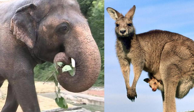 El elefante y el canguro son dos ejemplos conocidos de animales vivíparos. Foto: composición / AFP / National Geographic