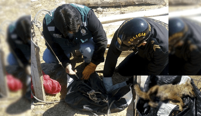 Huancayo: vecinos rescatan a zorro que iba a ser devorado por perros