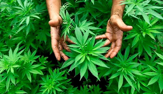 Día de la marihuana: conoce el origen del 420 usado por los amantes del cannabis