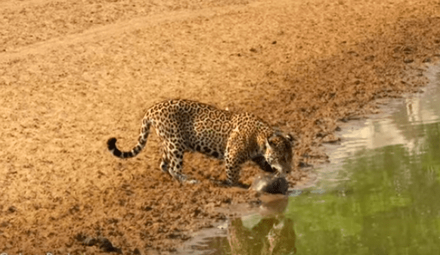 El hambriento felino sorprendió repentinamente a la tortuga y esta no tuvo más escapatoria que usar una peculiar táctica para protegerse del feroz animal