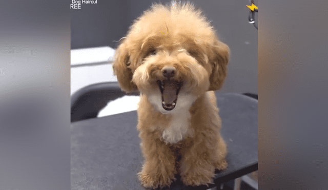 Facebook viral: Rescatan a 'perrito' callejero, lo llevan al veterinario y luce increíble [VIDEO] 