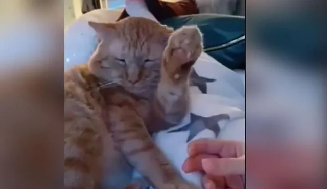 Desliza las imágenes para conocer la graciosa reacción que tuvo este gatito al recibir caricias de su dueño. Foto: captura de Facebook