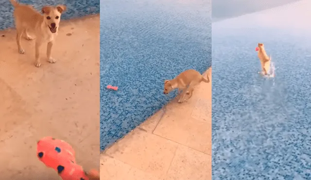 YouTube viral: intenta que su perro entre al agua y cuando lo hace ocurre lo peor [VIDEO]