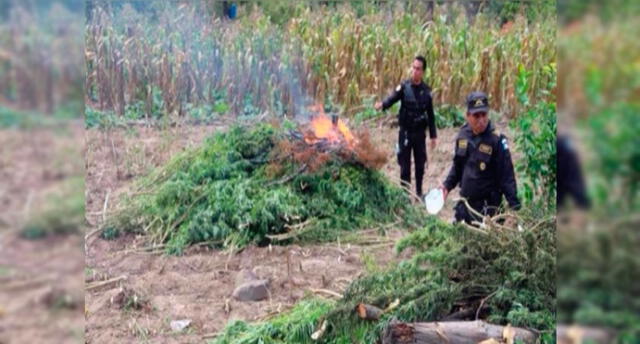 Cajamarca: Policía incauta e incinera 4 mil plantones de marihuana [VIDEO]