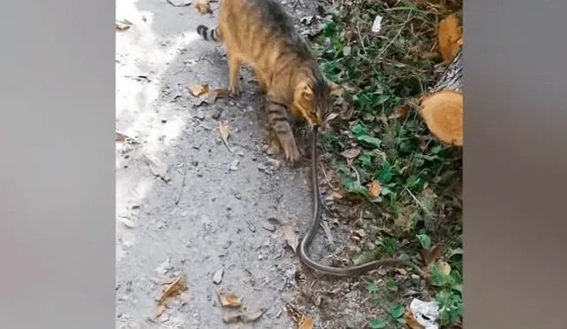 La serpiente intentaba huir pero el hambriento gato no lo soltaba. Foto: captura