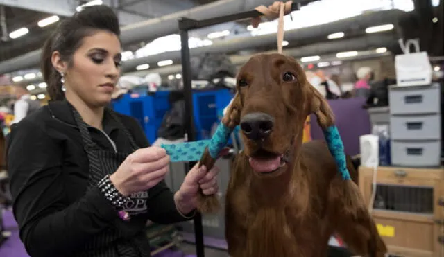 España: Aprueban ley que prohibe cortar la cola y orejas a perros