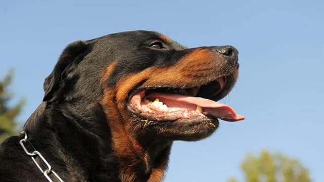 Autoridades en Francia dieron la orden de sacrificar a tres de los perros más agresivos. Foto: difusión