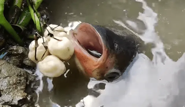 El protagonista del video de YouTube colocó un pedazo de cebo dentro de misterioso pozo y extraños peces emergen del interior.