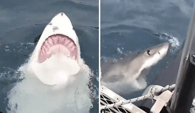 Desliza hacia la izquierda para ver el ataque del furioso tiburón que se volvió viral en Facebook.