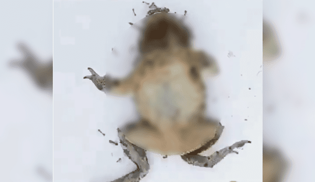 La rana empezó a tornar su aspecto en una extraña forma. Foto captura.