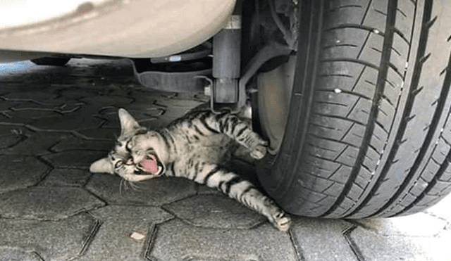 Facebook viral: cree que gato había sido aplastado por una llanta y se lleva una sorpresa [FOTOS]