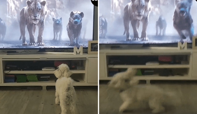 En Facebook se ha vuelto viral el momento en que un perro se asusta tras ver una escena de El Rey León.