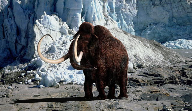 Los mamuts lanudos vivían en el Ártico y se extinguieron hace aproximadamente 4.000 años. Imagen referencial: Warren Photographic/ Science Source