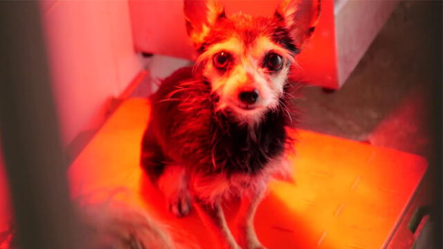 De los perritos rescatados, cinco tuvieron que ser sacrificados por encontrarse en un estado grave. (Foto: Cadena SER)