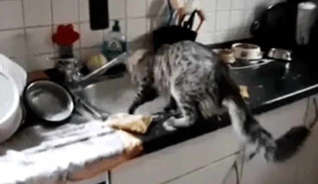 Facebook: gatito es obligado a lavar los platos como castigo por sus travesuras [VIDEO]
