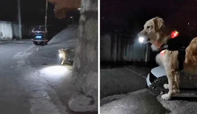 Antes de llegar a su paradero, la joven siempre llama a sus padres para informales de que está cerca y su mascota sale para darle el encuentro. Foto: composición LR/YouTube