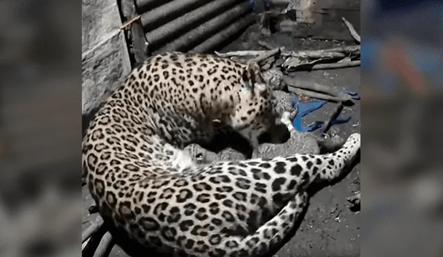 Desliza las imágenes para conocer el momento en que una leoparda cuida de sus crías tras escapar de su hábitat. Foto: La Vanguardia.