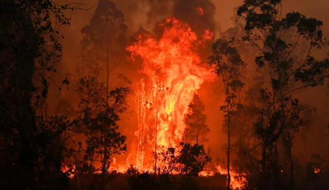 Además de las víctimas humanas, la ola de incendios de Australia ha matado directa o indirectamente a 480 millones de animales. Foto: AFP.