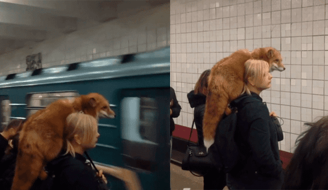 Facebook viral: rusa alborota a pasajeros del metro por llevar a zorro como mascota [VIDEO] 