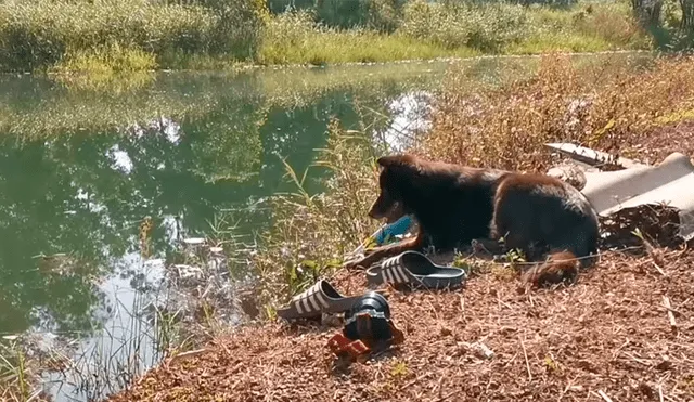 Video es viral en Facebook. El can permaneció en el estanque durante horas con las pertenencias de su dueño, esperando a que apareciera.