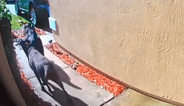 Perros salvan a su dueña de morir tras un derrame cerebral [VIDEO]