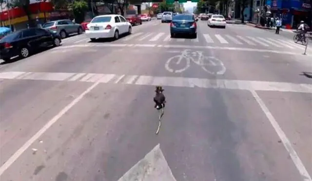 YouTube: ciclista protagonizó increíble persecución para rescatar a un perro perdido