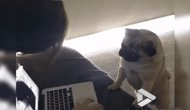 YouTube: perro queda hipnotizado al ver gatos en una laptop [VIDEO]