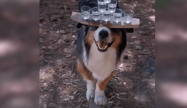 En Facebook, un joven entrenó a su perro para que pueda sostener con una tabla varias copas de agua.