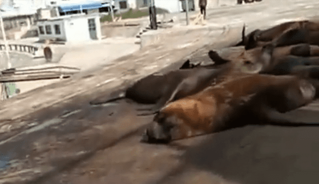 Decenas de lobos marinos coparon las calles de un puerto en plena cuarentena. Foto: Captura