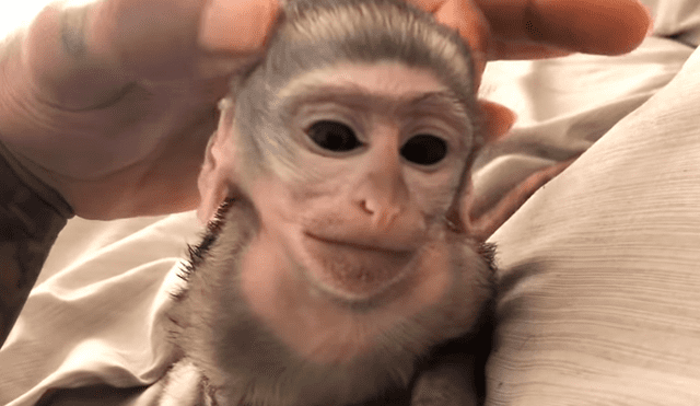 YouTube viral: Joven adopta a un mono y lo cuida como si fuera su bebé [VIDEO]