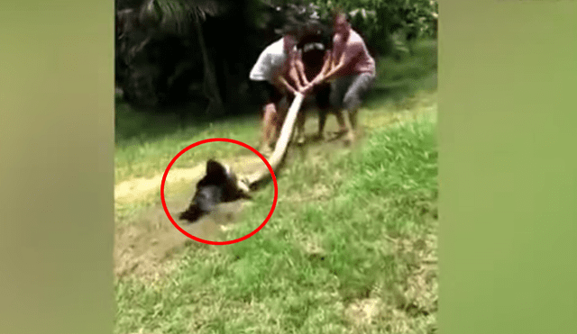 YouTube Viral: Rescatan perro que iba a ser devorado por anaconda [VIDEO]