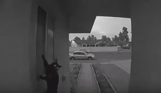 Desliza hacia la izquierda para ver la travesura que gato hizo y se volvió viral en YouTube.