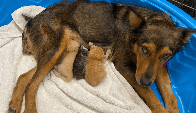 La perrita adoptó a un grupo de gatos recién nacidos que se quedaron sin madre. Foto: Sunshine Dog Rescue / Facebook