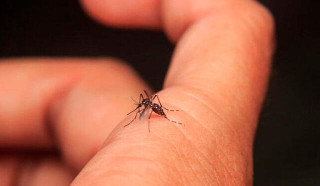 Casos de dengue en la provincia de La Convención motivan el pedido.