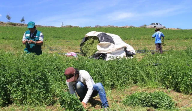 BCRP: El sector agropecuario creció 5,2% interanual en octubre de 2022