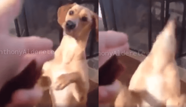 Facebook: perro actor finge su muerte cuando su dueño le 'dispara' [VIDEO] 