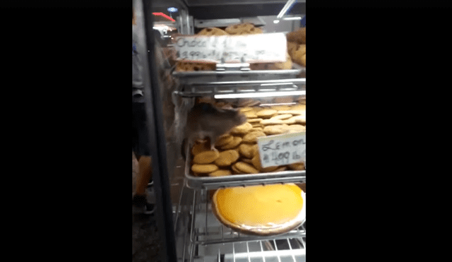 Facebook Viral: roedor crea caos y asusta a clientes en pastelería [VIDEO]
