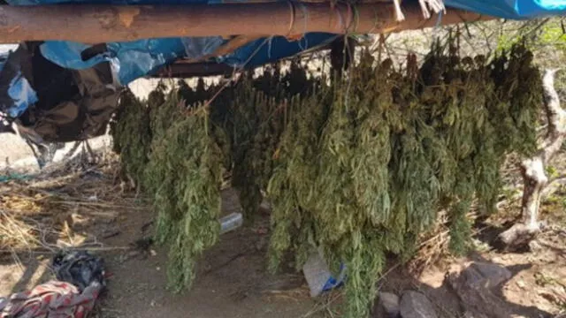VRAEM: Erradican 8 mil plantones de marihuana que se iban a comercializar en Lima