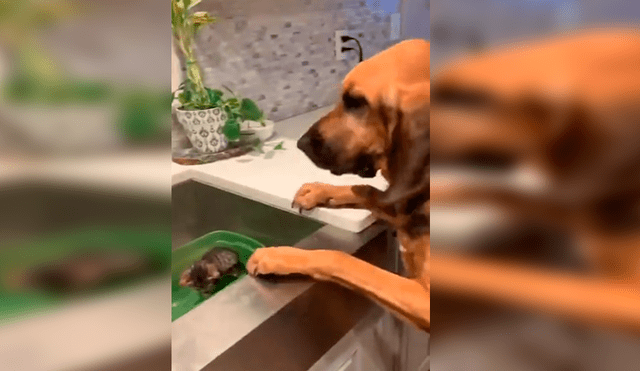 En YouTube, un perro se emocionó al conocer su ‘nuevo amigo’ que adoptó su dueño en un albergue.