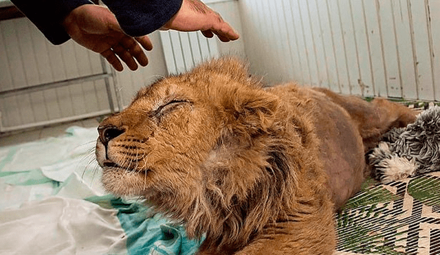 El cachorro de león logró una recuperación milagrosa gracias a un equipo de profesionales. Foto: Dayli Mail
