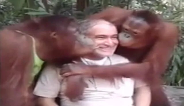 YouTube: Sorprendente video muestra a dos orangutanes comportarse como "humanos" 