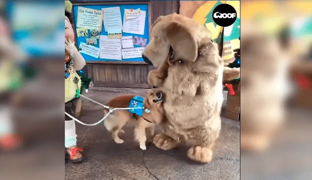 En Facebook, un perro acudió con su dueña a un parque de diversiones en Disney y tuvo una linda sorpresa.