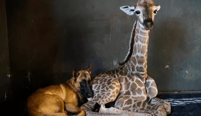 En Facebook, un perro estuvo pendiente de los cuidados de una bebé jirafa que fue abandonada por su madre.