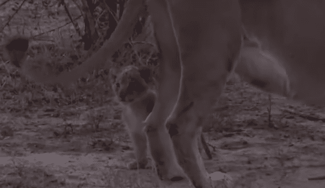 Turistas se topan con familia de leones y graban conmovedora escena jamás antes vista.