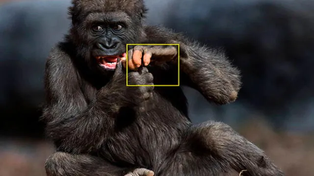 Primer plano de la mano de la gorila Anaka. Foto: Zoo de Atlanta.