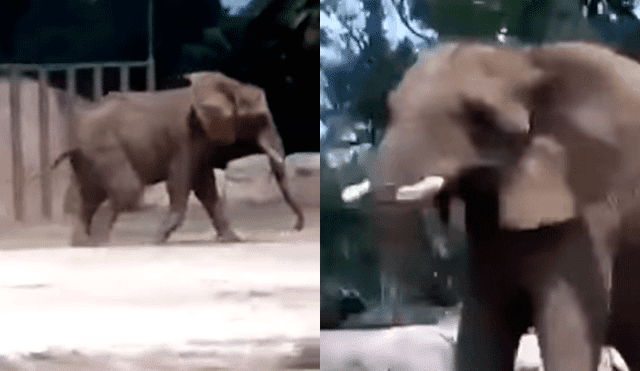 YouTube: La increíble reacción de un elefante durante el terremoto en México [VIDEO]