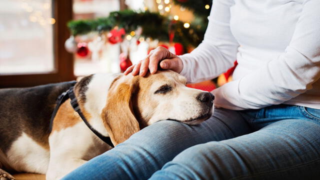 Navidad: este método evita que tu perro sufra por la pirotecnia [VIDEO]