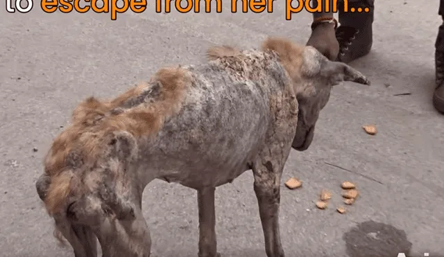 Un video viral de Facebook registró la radical evolución de un perro callejero que fue llevado a un veterinario.